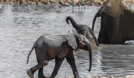 Bagaimana Gajah Namibia Mendengar Dunia Melalui Kaki dan Belalai?