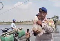 Petugas Polairud Polda Metro Jaya menebar 10 ribu bibit ikan bandeng di kawasan pesisir Desa Pantai Harapan Jaya, Muaragembong, Kabupaten Bekasi untuk mendukung program ketahanan pangan. (Posnews/Ist)