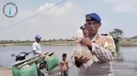 Petugas Polairud Polda Metro Jaya menebar 10 ribu bibit ikan bandeng di kawasan pesisir Desa Pantai Harapan Jaya, Muaragembong, Kabupaten Bekasi untuk mendukung program ketahanan pangan. (Posnews/Ist)