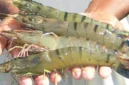 SFDA Setujui Lagi Impor Udang Indonesia, Eksportir Diminta Bergerak Cepat. (Posnews/Ist)