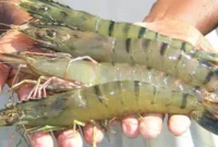 SFDA Setujui Lagi Impor Udang Indonesia, Eksportir Diminta Bergerak Cepat. (Posnews/Ist)