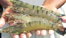 SFDA Setujui Lagi Impor Udang Indonesia, Eksportir Diminta Bergerak Cepat. (Posnews/Ist)