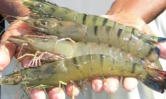 Udang Indonesia Kembali Tembus Arab Saudi usai Larangan Dicabut
