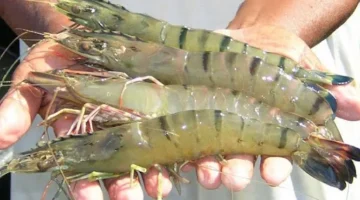 SFDA Setujui Lagi Impor Udang Indonesia, Eksportir Diminta Bergerak Cepat. (Posnews/Ist)