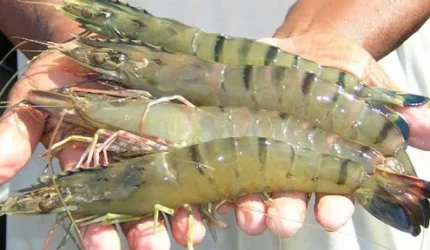 Aktivitas ekspor produk udang Indonesia untuk pasar Arab Saudi di pelabuhan ekspor.