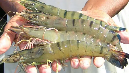 SFDA Setujui Lagi Impor Udang Indonesia, Eksportir Diminta Bergerak Cepat. (Posnews/Ist)