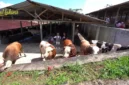 Puluhan sapi jumbo jenis Limousin dan Simental milik peternak Boyolali yang diborong Teddy Indra Wijaya untuk kurban Iduladha 1447 Hijriah. (Posnews/Youtube)