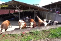Puluhan sapi jumbo jenis Limousin dan Simental milik peternak Boyolali yang diborong Teddy Indra Wijaya untuk kurban Iduladha 1447 Hijriah. (Posnews/Youtube)