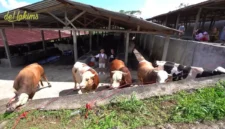 Puluhan sapi jumbo jenis Limousin dan Simental milik peternak Boyolali yang diborong Teddy Indra Wijaya untuk kurban Iduladha 1447 Hijriah. (Posnews/Youtube)