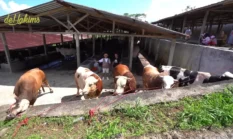 Teddy Indra Wijaya Borong 35 Sapi Jumbo dari Boyolali untuk Kurban