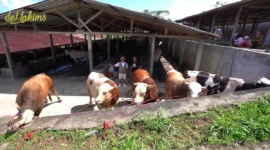 Puluhan sapi jumbo jenis Limousin dan Simental milik peternak Boyolali yang diborong Teddy Indra Wijaya untuk kurban Iduladha 1447 Hijriah. (Posnews/Youtube)
