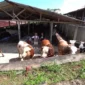 Puluhan sapi jumbo jenis Limousin dan Simental milik peternak Boyolali yang diborong Teddy Indra Wijaya untuk kurban Iduladha 1447 Hijriah. (Posnews/Youtube)