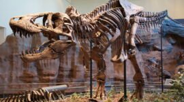 Membaca masa lalu untuk menyelamatkan masa depan. Proyek Paleobiology Database berupaya mendokumentasikan setiap fosil yang pernah ditemukan guna memahami apakah Bumi benar-benar sedang menuju kepunahan massal keenam. Dok: Istimewa.