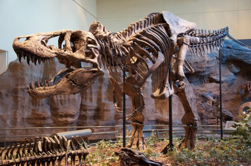 Membaca masa lalu untuk menyelamatkan masa depan. Proyek Paleobiology Database berupaya mendokumentasikan setiap fosil yang pernah ditemukan guna memahami apakah Bumi benar-benar sedang menuju kepunahan massal keenam. Dok: Istimewa.