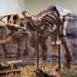 Membaca masa lalu untuk menyelamatkan masa depan. Proyek Paleobiology Database berupaya mendokumentasikan setiap fosil yang pernah ditemukan guna memahami apakah Bumi benar-benar sedang menuju kepunahan massal keenam. Dok: Istimewa.