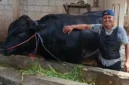 Sapi Brangus bernama Ambo berbobot 1,15 ton milik peternak Balaraja Tangerang yang terpilih sebagai hewan kurban Presiden Prabowo Subianto untuk Iduladha 2026. (Posnews/Ist)