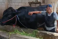 Sapi Brangus bernama Ambo berbobot 1,15 ton milik peternak Balaraja Tangerang yang terpilih sebagai hewan kurban Presiden Prabowo Subianto untuk Iduladha 2026. (Posnews/Ist)