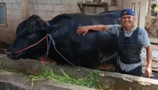 Sapi Brangus bernama Ambo berbobot 1,15 ton milik peternak Balaraja Tangerang yang terpilih sebagai hewan kurban Presiden Prabowo Subianto untuk Iduladha 2026. (Posnews/Ist)