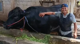 Sapi Brangus bernama Ambo berbobot 1,15 ton milik peternak Balaraja Tangerang yang terpilih sebagai hewan kurban Presiden Prabowo Subianto untuk Iduladha 2026. (Posnews/Ist)