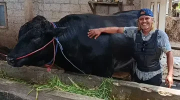 Sapi Brangus bernama Ambo berbobot 1,15 ton milik peternak Balaraja Tangerang yang terpilih sebagai hewan kurban Presiden Prabowo Subianto untuk Iduladha 2026. (Posnews/Ist)
