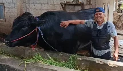 Peternak Balaraja Bangga, Sapi 1,15 Ton Jadi Kurban Presiden Iduladha 2026