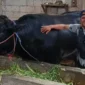 Sapi Brangus bernama Ambo berbobot 1,15 ton milik peternak Balaraja Tangerang yang terpilih sebagai hewan kurban Presiden Prabowo Subianto untuk Iduladha 2026. (Posnews/Ist)
