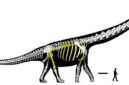 Raksasa dari Chaiyaphum. Para ilmuwan berhasil mengidentifikasi Nagatitan chaiyaphumensis, spesies sauropoda sepanjang 27 meter yang menjadikannya dinosaurus terbesar yang pernah ada di kawasan Asia Tenggara. Dok: Istimewa.