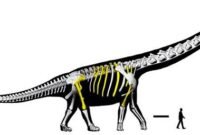 Raksasa dari Chaiyaphum. Para ilmuwan berhasil mengidentifikasi Nagatitan chaiyaphumensis, spesies sauropoda sepanjang 27 meter yang menjadikannya dinosaurus terbesar yang pernah ada di kawasan Asia Tenggara. Dok: Istimewa.
