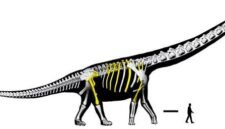 Raksasa dari Chaiyaphum. Para ilmuwan berhasil mengidentifikasi Nagatitan chaiyaphumensis, spesies sauropoda sepanjang 27 meter yang menjadikannya dinosaurus terbesar yang pernah ada di kawasan Asia Tenggara. Dok: Istimewa.