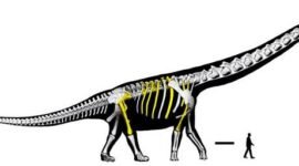 Raksasa dari Chaiyaphum. Para ilmuwan berhasil mengidentifikasi Nagatitan chaiyaphumensis, spesies sauropoda sepanjang 27 meter yang menjadikannya dinosaurus terbesar yang pernah ada di kawasan Asia Tenggara. Dok: Istimewa.