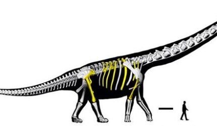 Ilmuwan Ungkap Nagatitan, Dinosaurus Terbesar di Asia Tenggara