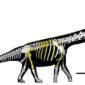 Raksasa dari Chaiyaphum. Para ilmuwan berhasil mengidentifikasi Nagatitan chaiyaphumensis, spesies sauropoda sepanjang 27 meter yang menjadikannya dinosaurus terbesar yang pernah ada di kawasan Asia Tenggara. Dok: Istimewa.