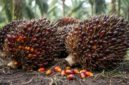 Menjaga kualitas dari pohon ke pabrik. Panduan kriteria matang panen TBS kelapa sawit dan manajemen pascapanen demi rendemen minyak yang optimal. Dok: Istimewa.