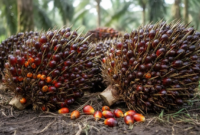 Menjaga kualitas dari pohon ke pabrik. Panduan kriteria matang panen TBS kelapa sawit dan manajemen pascapanen demi rendemen minyak yang optimal. Dok: Istimewa.