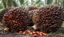 Menjaga kualitas dari pohon ke pabrik. Panduan kriteria matang panen TBS kelapa sawit dan manajemen pascapanen demi rendemen minyak yang optimal. Dok: Istimewa.