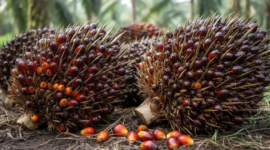 Menjamin keadilan transaksi hulu. Penjelasan rumus resmi penentuan harga Tandan Buah Segar (TBS) sawit berbasis Indeks K dan harga CPO global. Dok: Istimewa.
