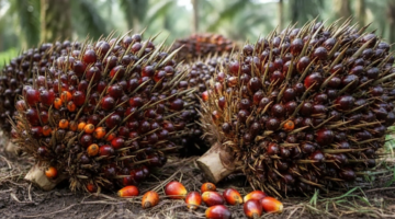 Legalitas hulu kelapa sawit rakyat. Panduan teknis pengurusan STDB bagi petani swadaya guna mengamankan rantai pasok dan akses bantuan dana PSR. Dok: Istimewa.