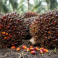 Menjamin keadilan transaksi hulu. Penjelasan rumus resmi penentuan harga Tandan Buah Segar (TBS) sawit berbasis Indeks K dan harga CPO global. Dok: Istimewa.
