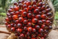 Budidaya sawit ramah lingkungan. Panduan manajemen pembukaan lahan mineral metode tanpa bakar serta tata kelola air berkelanjutan di lahan gambut. Dok: Istimewa.