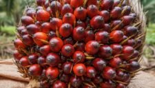 Budidaya sawit ramah lingkungan. Panduan manajemen pembukaan lahan mineral metode tanpa bakar serta tata kelola air berkelanjutan di lahan gambut. Dok: Istimewa.