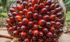 Sertifikat Hak Milik Kebun Harus Sinkron dengan RTRW