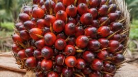 Penyelarasan tata ruang hulu sawit. Pentingnya memastikan Sertifikat Hak Milik (SHM) kebun sawit selaras dengan peta RTRW daerah guna mencegah sanksi hukum dan pembatalan hak atas tanah. Dok: Istimewa.