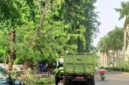 Petugas Sudin Pertamanan dan Hutan Kota Jakarta Utara menebang pohon tua yang rapuh di kawasan Bukit Gading Kirana, Kelapa Gading, sebagai langkah antisipasi setelah pohon tumbang menimpa dua mobil. (Posnews/MR)