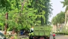 Petugas Sudin Pertamanan dan Hutan Kota Jakarta Utara menebang pohon tua yang rapuh di kawasan Bukit Gading Kirana, Kelapa Gading, sebagai langkah antisipasi setelah pohon tumbang menimpa dua mobil. (Posnews/MR)