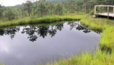 Pilar ekologi hulu kelapa sawit. Pentingnya mematuhi batas kedalaman lahan gambut serta tata kelola air guna menghindari sanksi hukum karhutla. Dok: Istimewa.