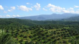 Lonjakan harga minyak sawit mentah. Analis memproyeksikan harga CPO global dapat menyentuh $1{,}500$ dolar AS akibat kebijakan B50 Indonesia dan ancaman cuaca El Niño. Dok: Istimewa.