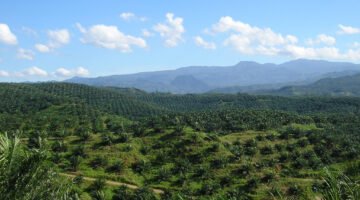 Harga CPO Indonesia diproyeksikan tembus 1.172 USD per ton pada 2026 akibat dorongan program biodiesel B40 dan konsumsi domestik. Dok: Istimewa.