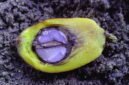 Pilar hukum hilirisasi kelapa sawit. Pentingnya mengurus Izin Usaha Industri (IUI) dan menjamin kemitraan pasokan tandan buah segar demi kelangsungan operasional pabrik. Dok: Istimewa.