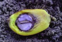 Pilar hukum hilirisasi kelapa sawit. Pentingnya mengurus Izin Usaha Industri (IUI) dan menjamin kemitraan pasokan tandan buah segar demi kelangsungan operasional pabrik. Dok: Istimewa.
