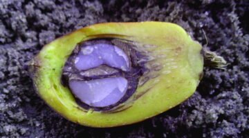 Pilar hukum hilirisasi kelapa sawit. Pentingnya mengurus Izin Usaha Industri (IUI) dan menjamin kemitraan pasokan tandan buah segar demi kelangsungan operasional pabrik. Dok: Istimewa.